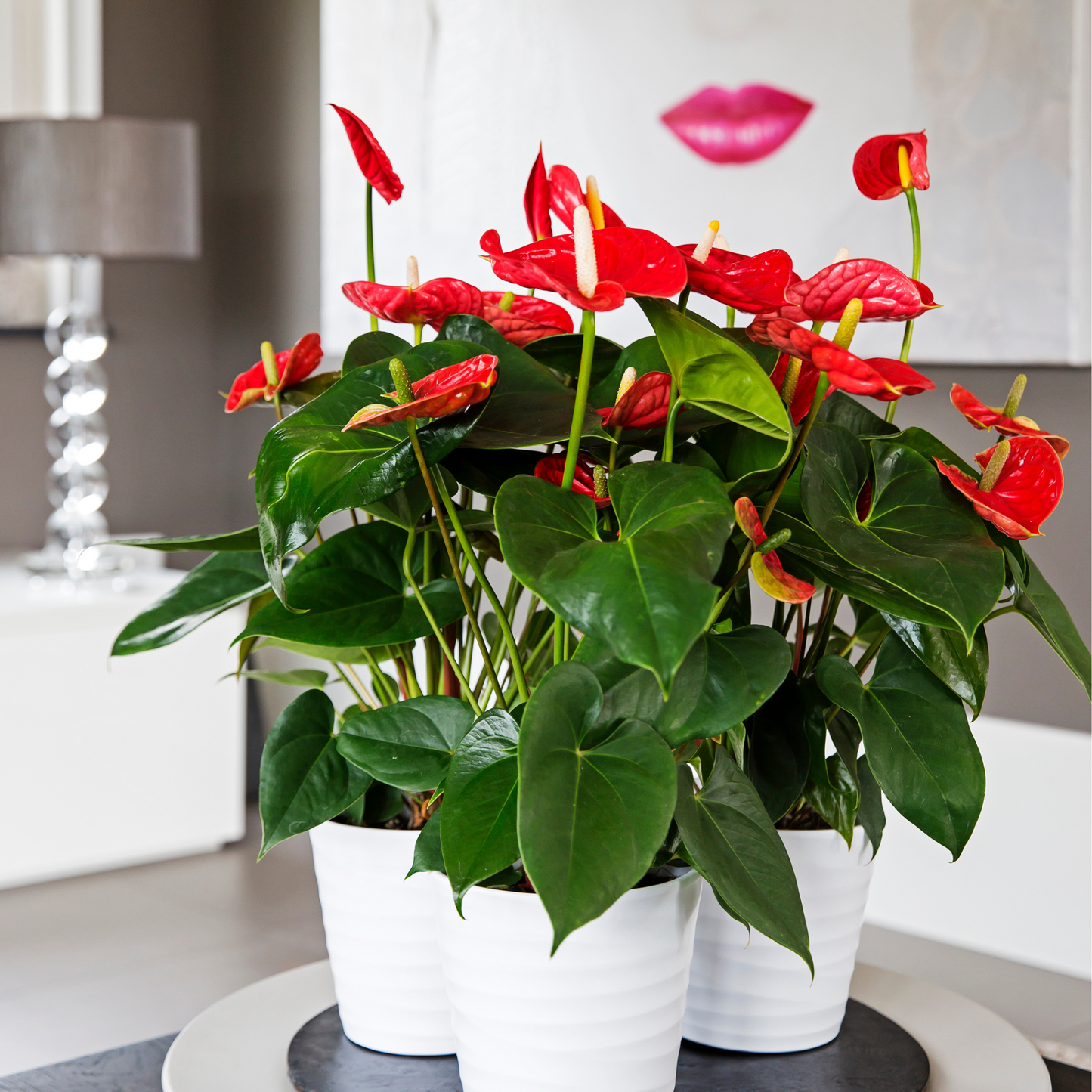 Anturio - Anthurium 'madural Red' - Altura 40-45cm - Ø14cm