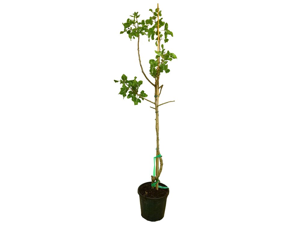 Pistacho Macho M30 150-170cm