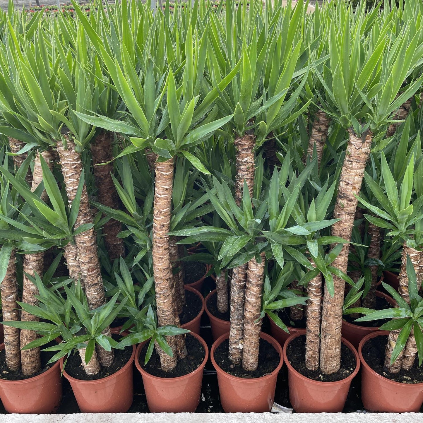 Yucca Elegans Maceta_0