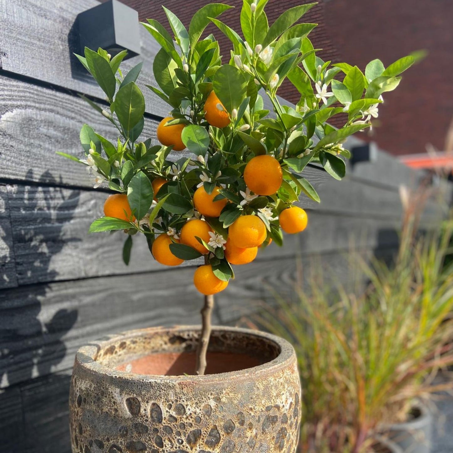 Citrofortunella Microcarpa - Citrus Mitis 'calamondin' - Altura 55-65cm - ⌀19cm