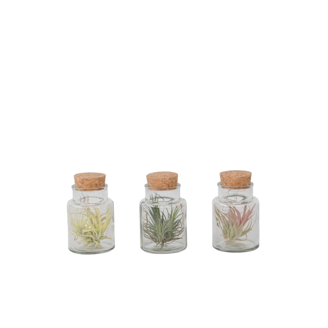Claveles De Aire - 3 Pzs - Tillandsia - Altura 5-15cm - ⌀5cm