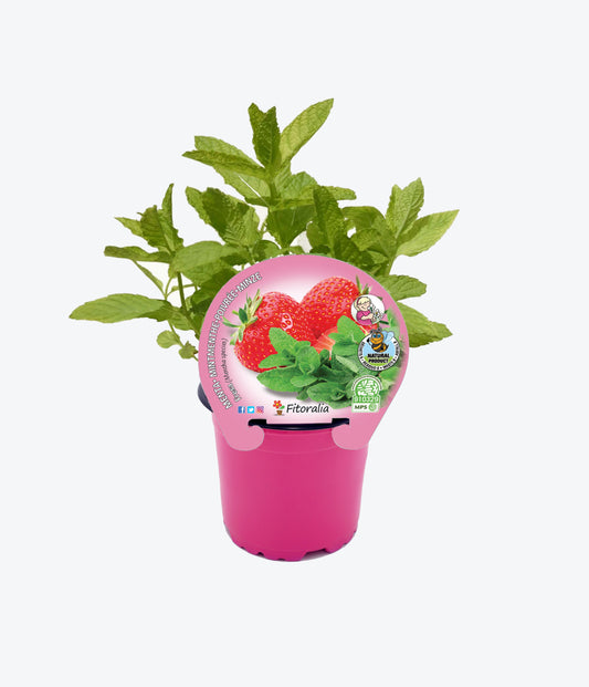 Menta Fresa En Maceta 10,5 Cm. Natural - Fitoralia