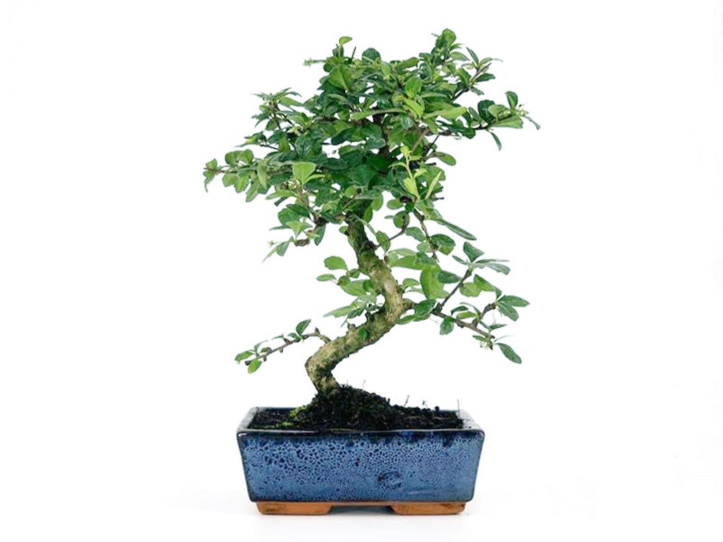 Bonsái Carmona - 8 Años