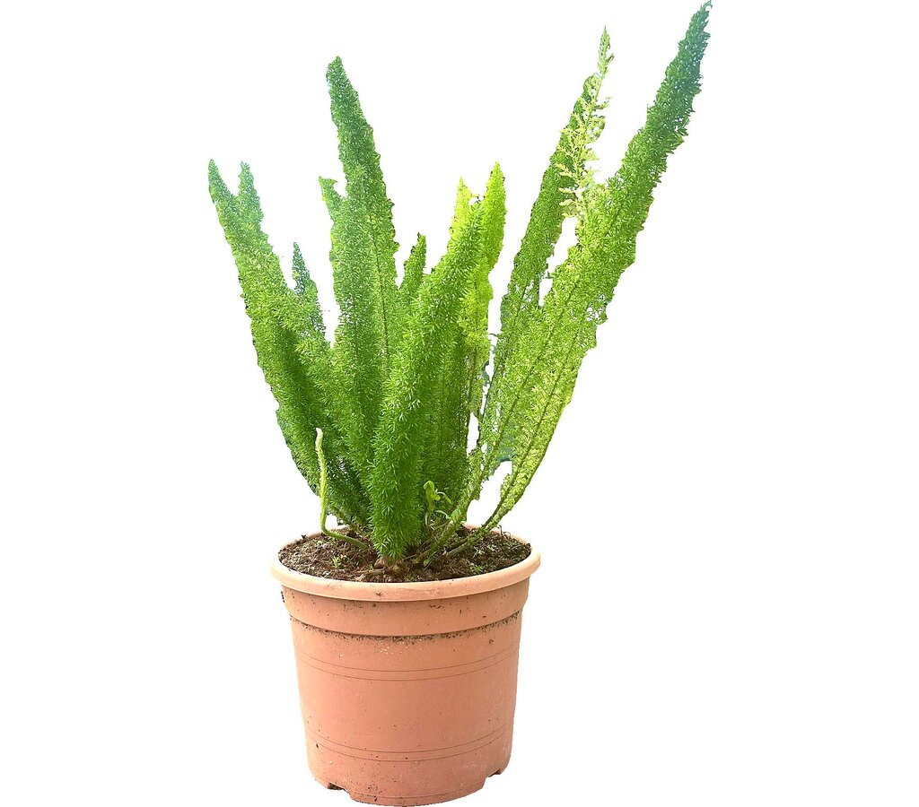 Asparagus Meyerii M30 60cm