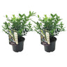 Sarcocoque - 2 Pzs - Sarcococca 'confusa' - Altura 30-40cm - ⌀17cm