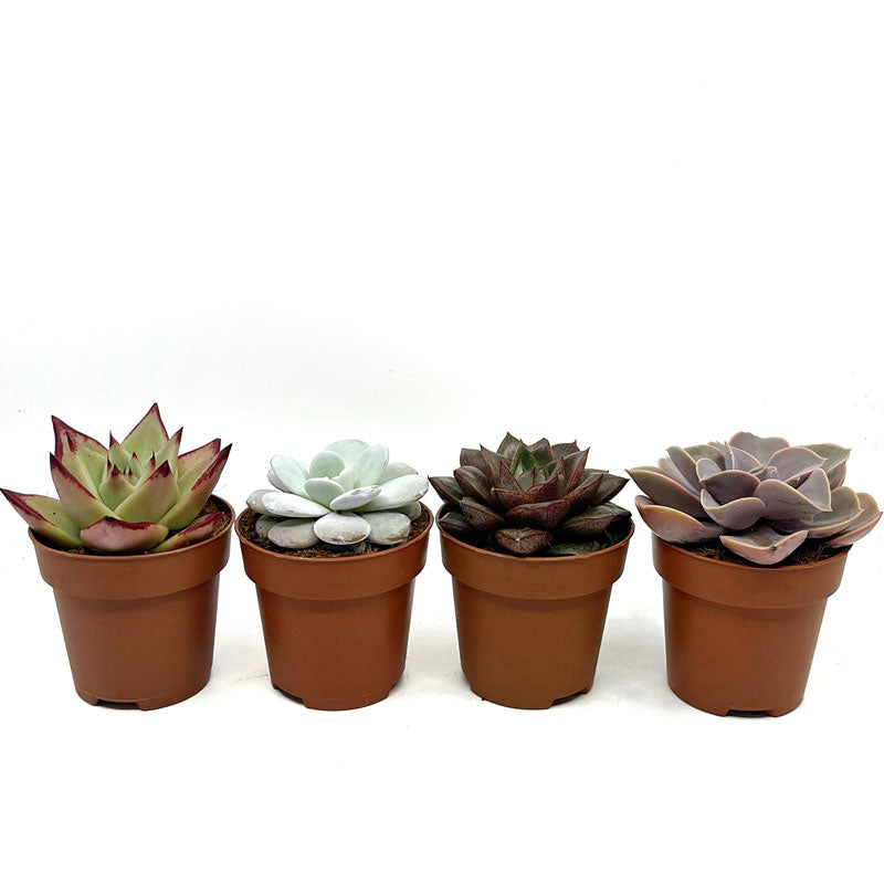 Colección 4 Echeverias Cactus Y Suculentas M8,5 cm Ø_1