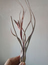 Tillandsia Pseudobaleyi Clavel De Aire Tillandsias