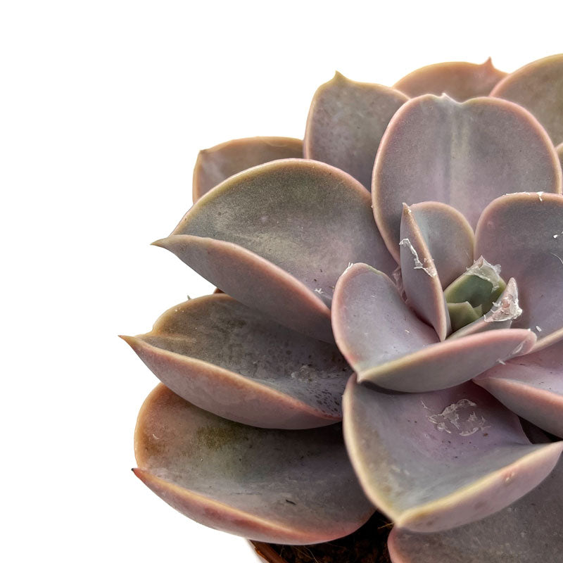 Echeveria Perle Von Nurnberg Cactus Y Suculentas M8,5 cm Ø_2