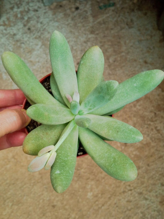 Suculentas Y Cactus Variedad #71 Planta Sin Id