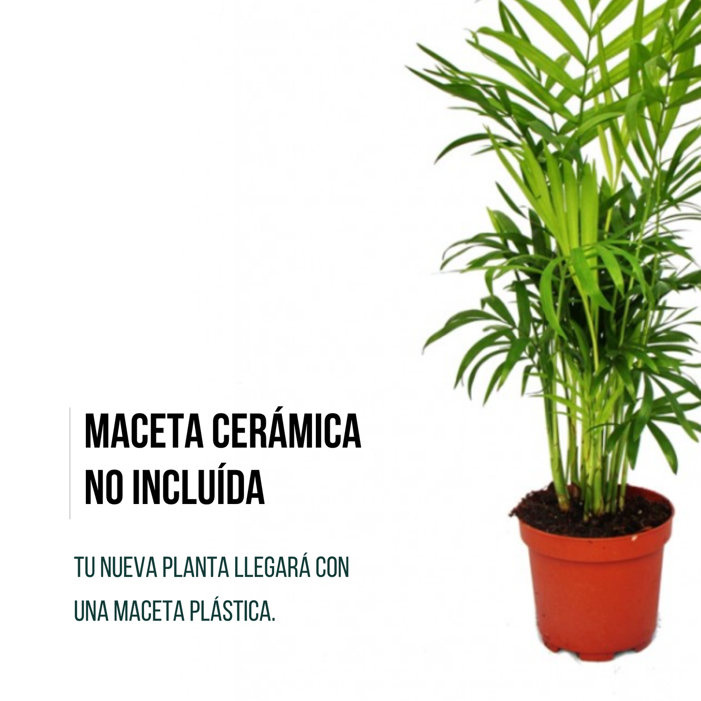 Pack 5 Plantas Naturales De Interior : Croton + Dieffenbachia + Palmera Areca + Dracaena Lemon Lime + Chamadorea Ø12 Cm_4