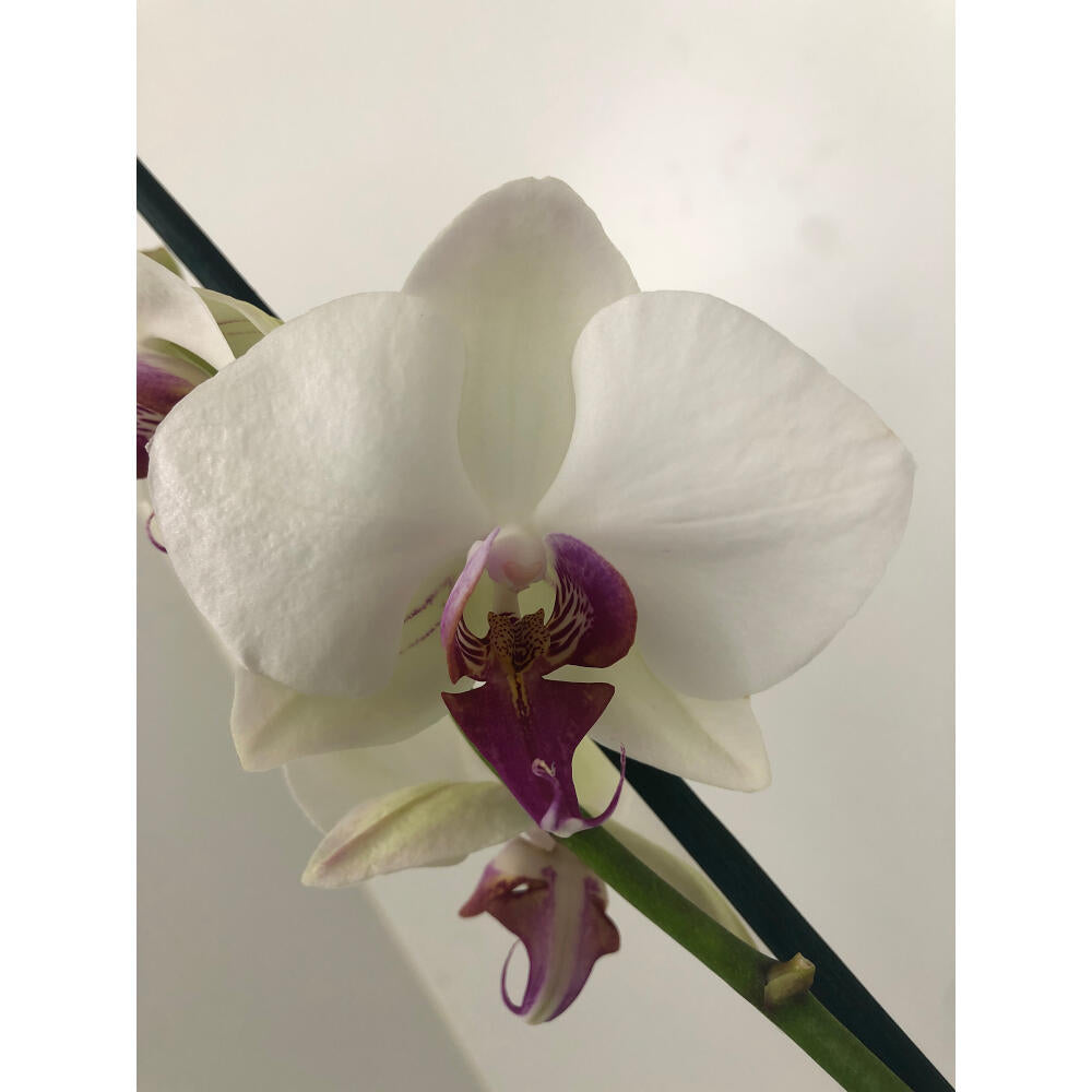 Orquidea Phalaenopsis Red Eye 2/3 Tallos M12 70cm_2