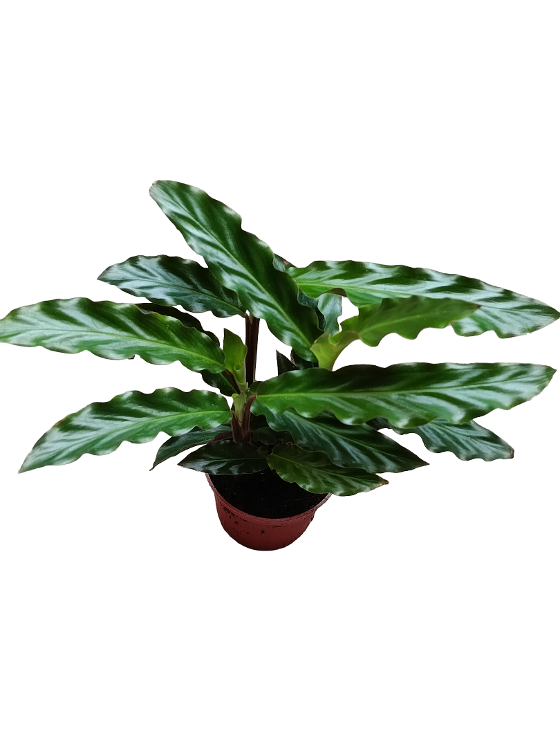 Calathea Rufibarba Planta De Interior Ø7 Cms_0