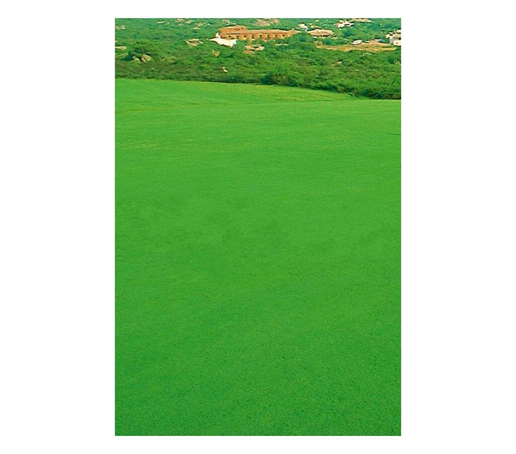 Semillas Cynodon Dactylon