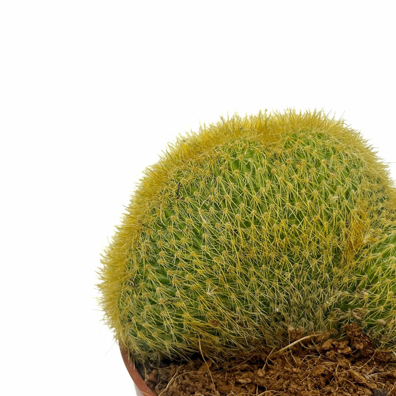 Notocactus Leninghausii Cristata Cactus Y Suculentas M8,5 Ø