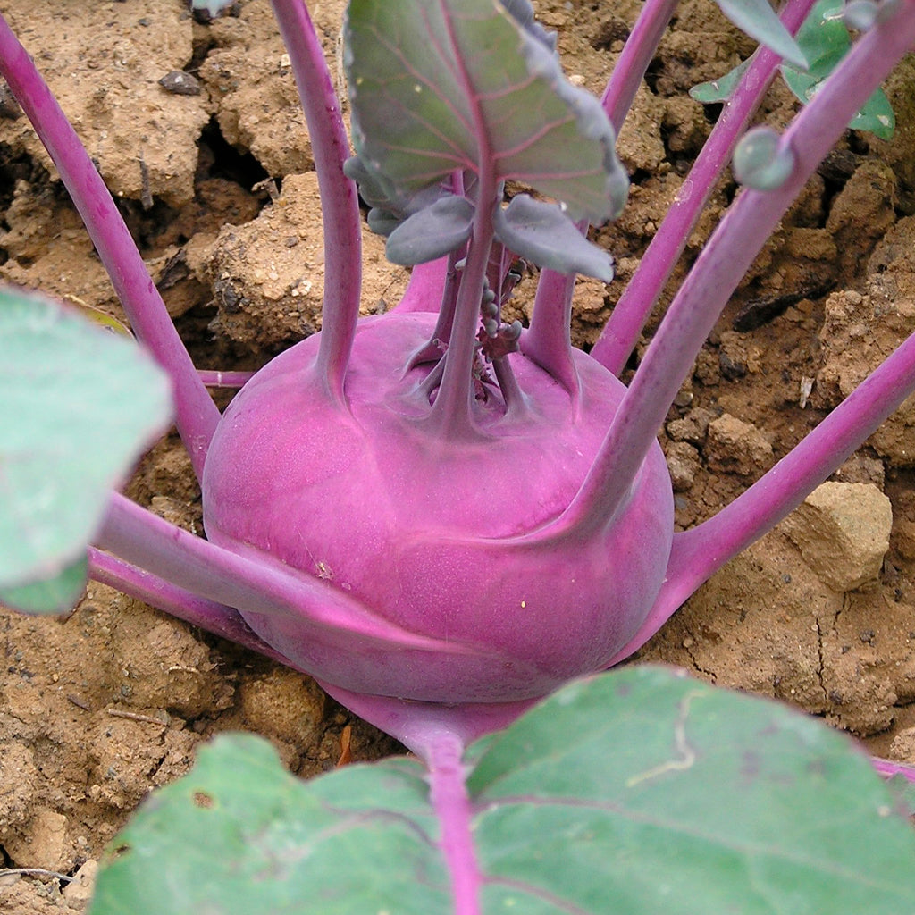 Plantón Colinabo Morado 3 Unidades - PlantaBo_1