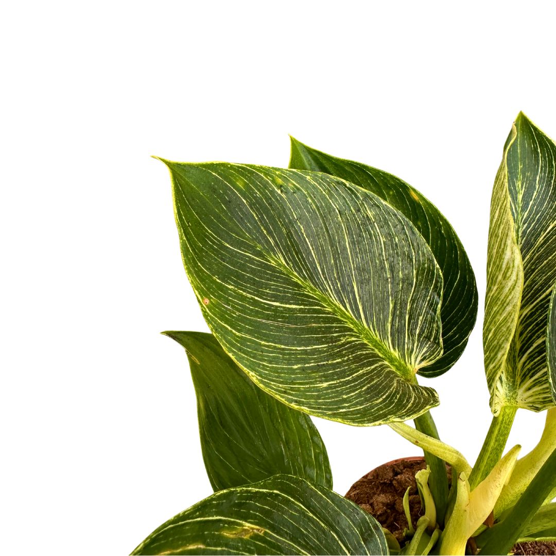 Philodendron Birkin, La Planta De Interior Preferida Por Los Diseñadores De Interiores