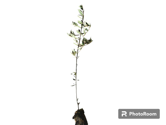 Olivo Pico Limon Cepellon