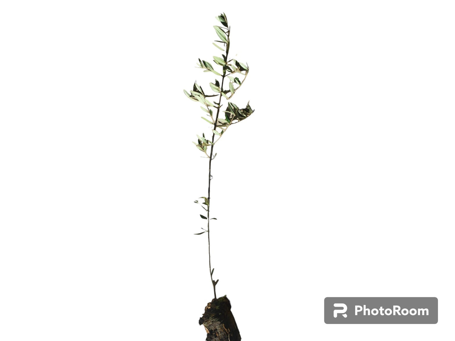 Olivo Pico Limon Cepellon_0