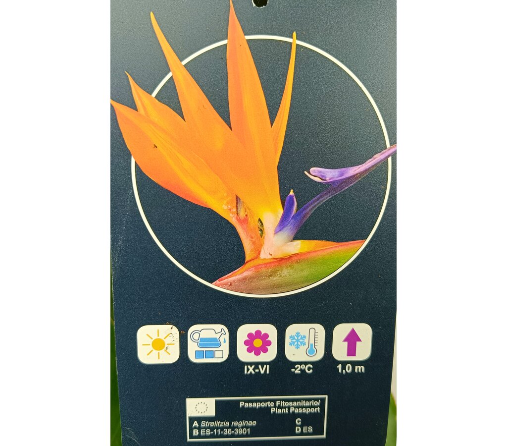 Strelitzia Regina M30 120cm (ave Del Paraíso)_2