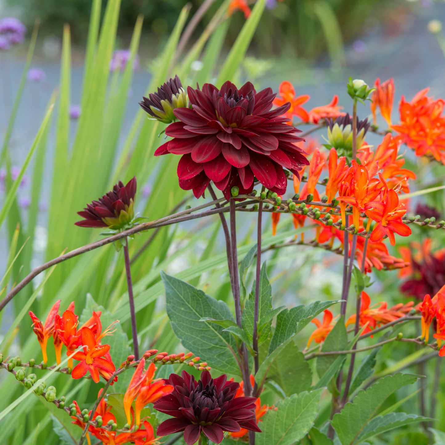 Tubérculos De Dalia - 3 Pzs - Dahlia 'arabian Night' - Rojo_4