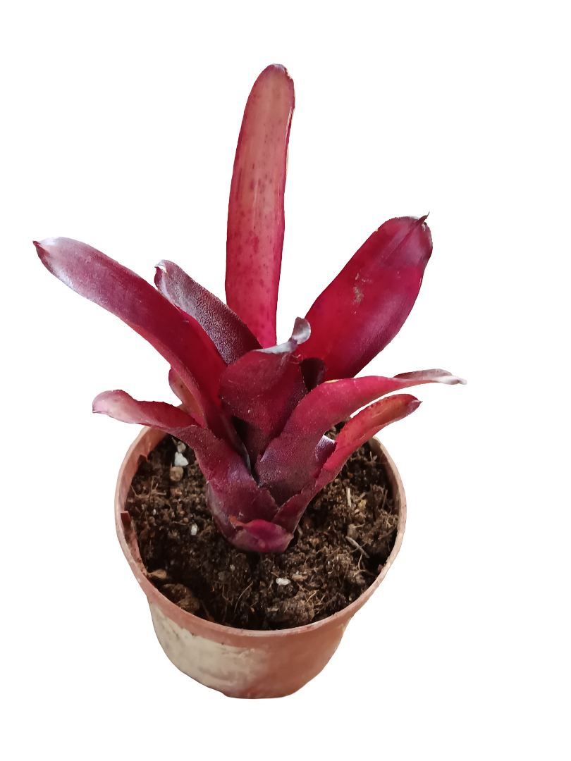 Neoregelia Amazon Planta Bromelia Para Terrarios E Inteior
