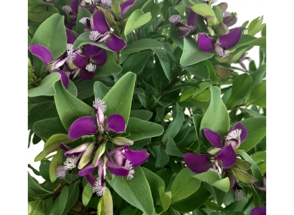 Polygala Myrtifolia M22 40cm (lechera Del Cabo)_2