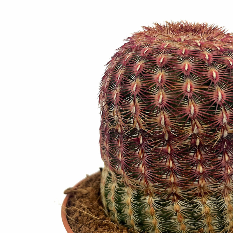 Echinocereus Rigidissimus Ssp. Rubispinus Cactus Y Suculentas M8,5 Ø