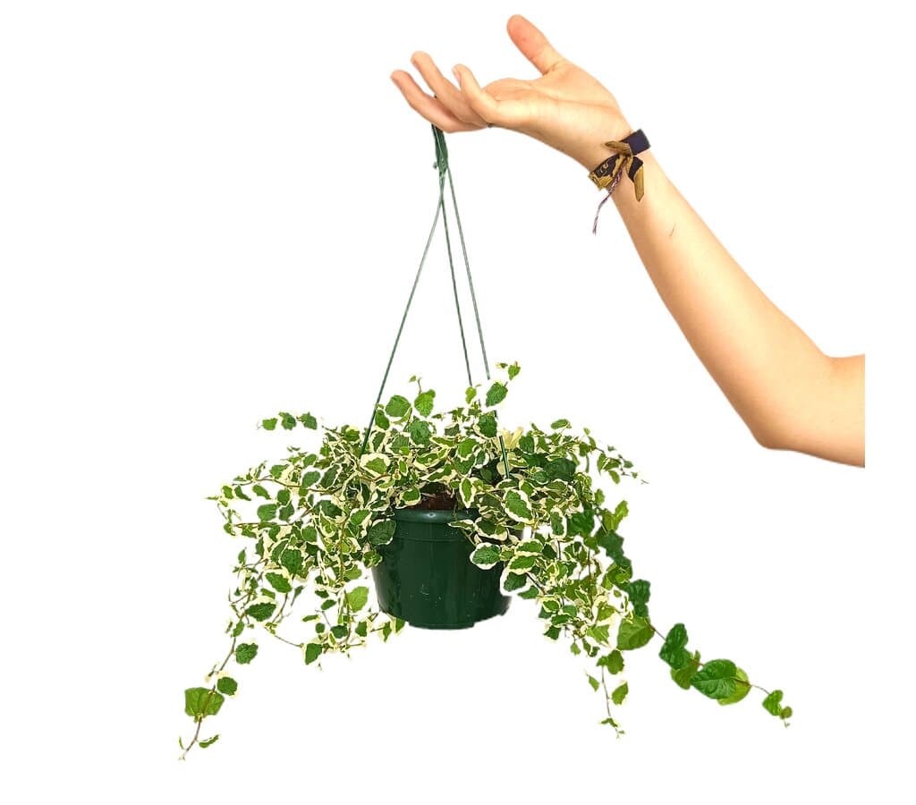 Ficus Pumila Sunny M15_0