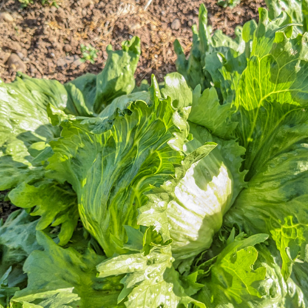 Plantón Lechuga Iceberg - PlantaBo