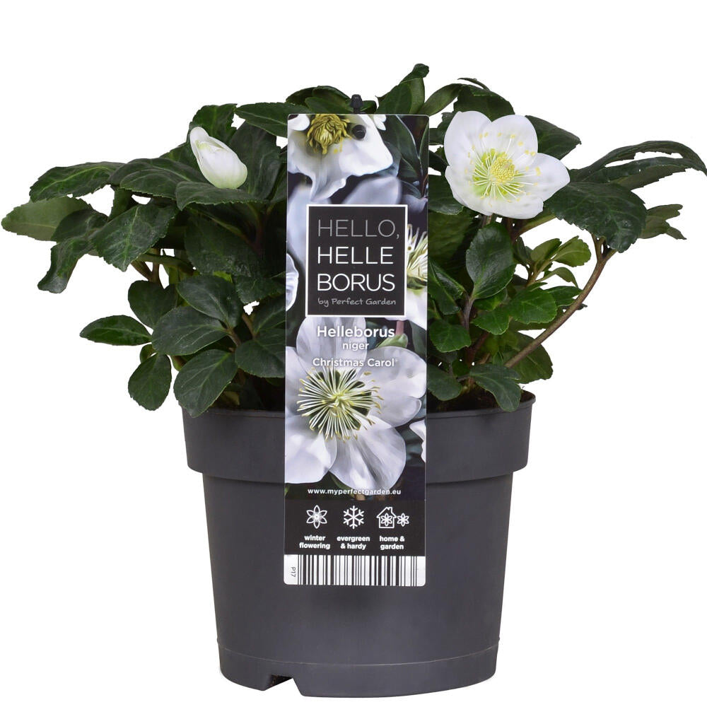 Helleborus Niger M17 25cm_0