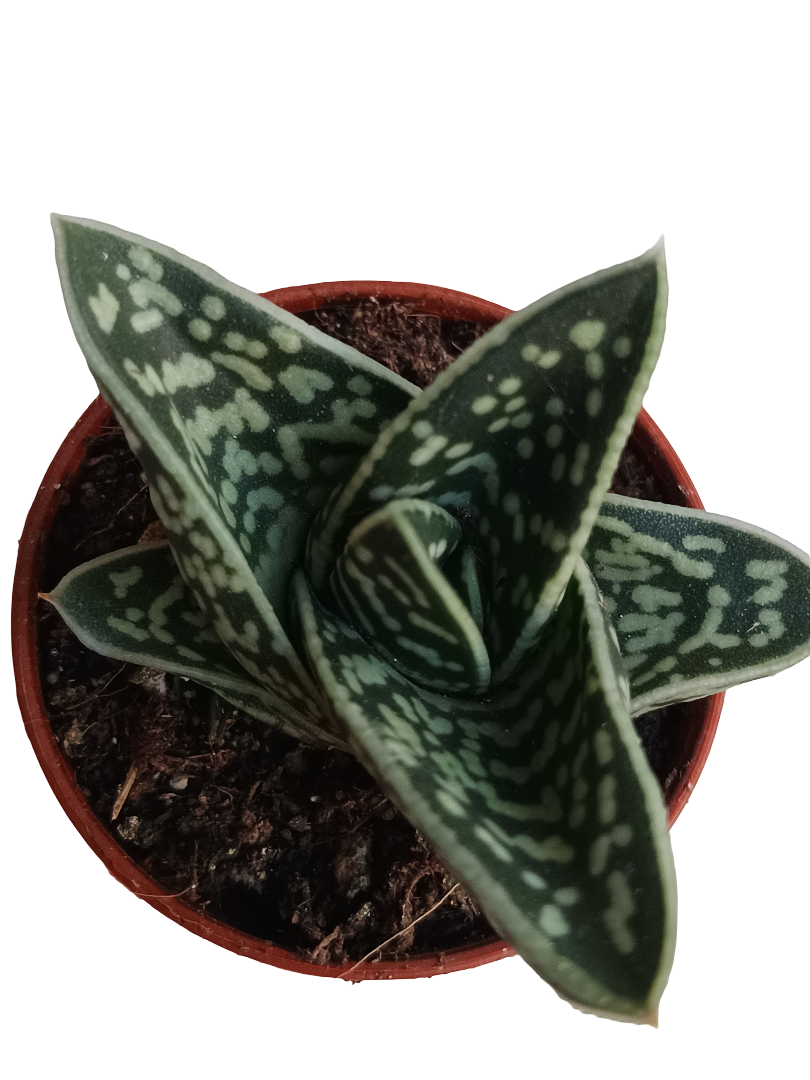 Aloe Tigre Planta Suculenta Ø5