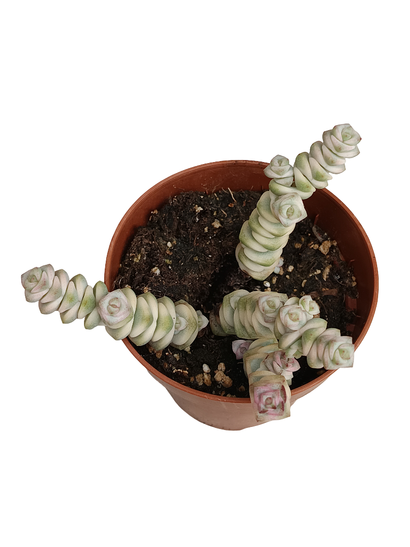 Crassula Marneriana Variegata Planta Suculenta Ø8