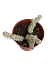 Crassula Marneriana Variegata Planta Suculenta Ø8
