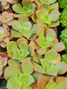 Aeonium Nobile 5 Cms Planta Suculenta