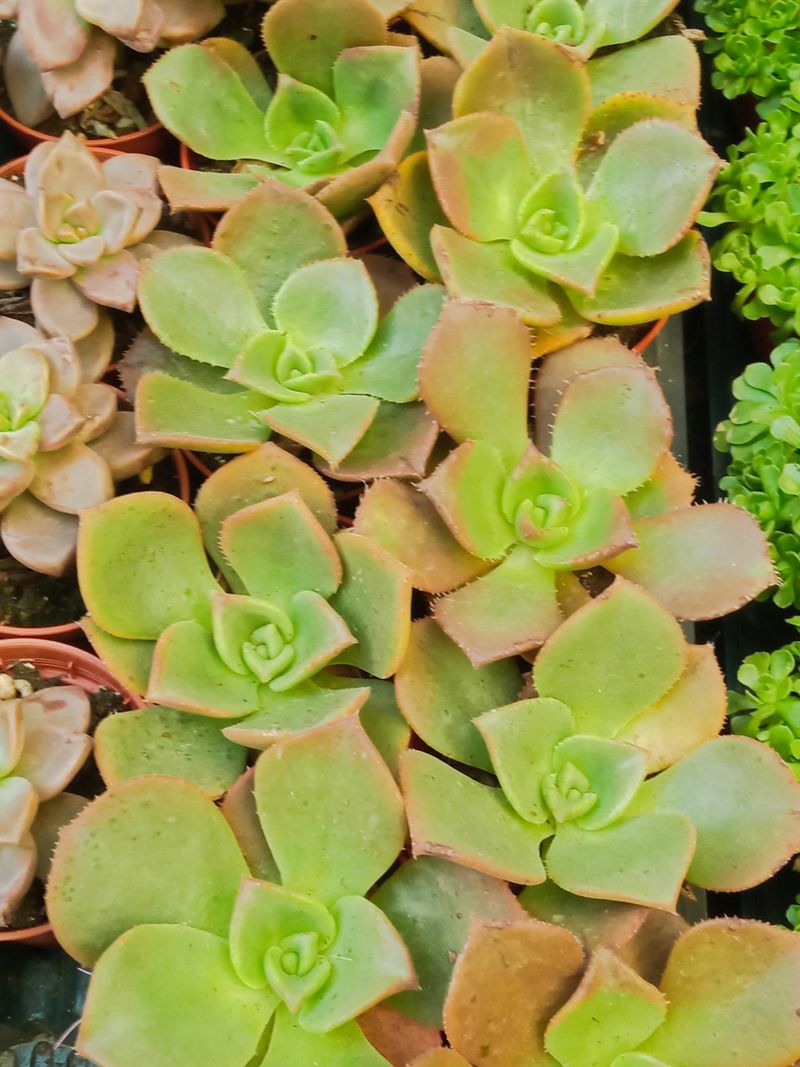 Aeonium Nobile 5 Cms Planta Suculenta_0