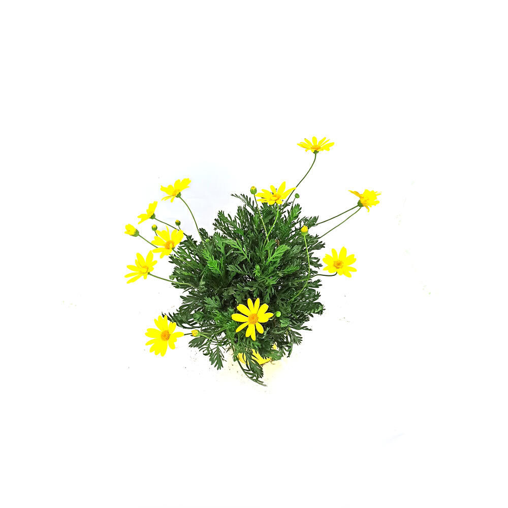 Euryops M13
