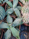 Agave Parrasana Planta Suculenta 8 Cms