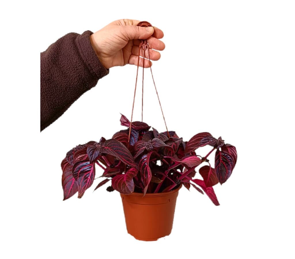 Iresine Herbstii M13_0