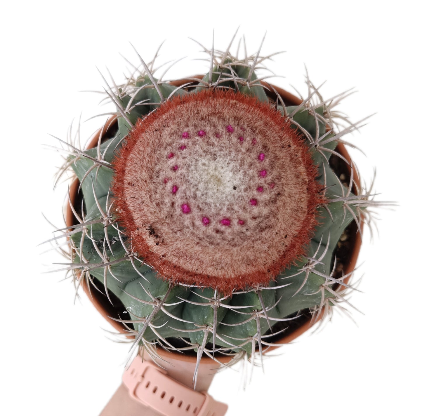 Melocactus Inconcinnus M17