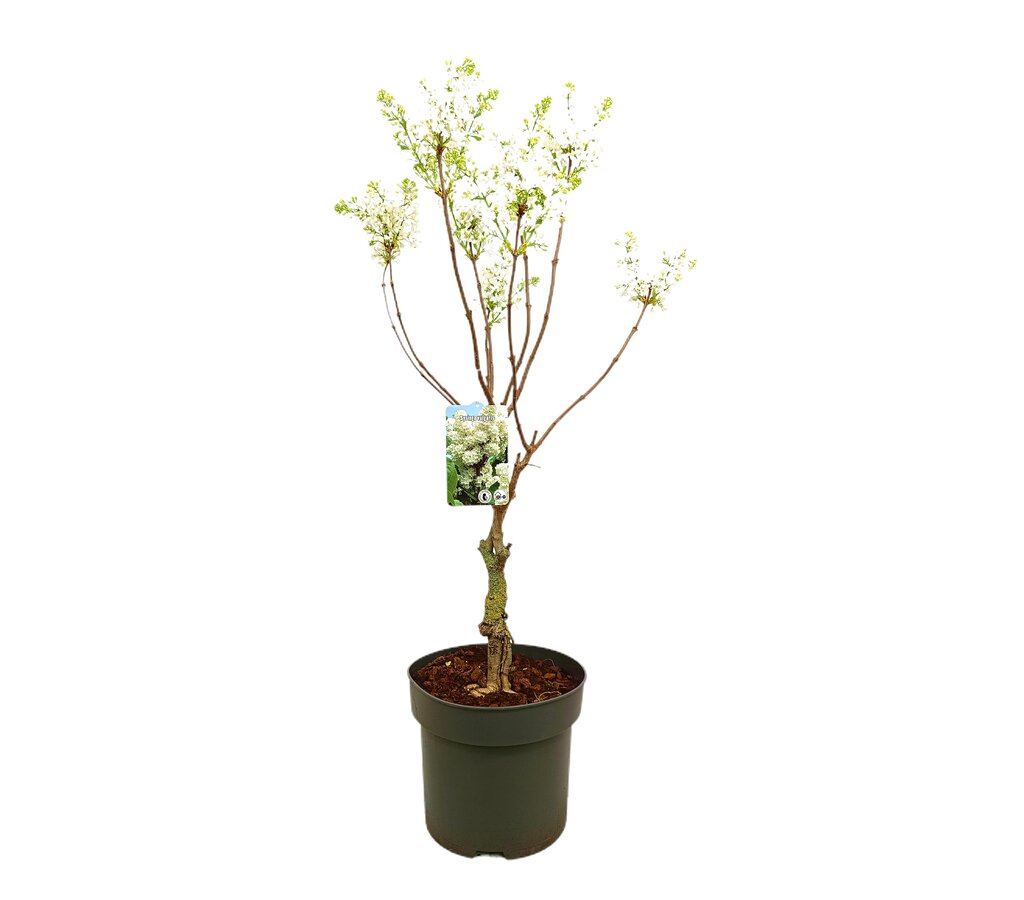 Syringa Variada M40 80cm_1