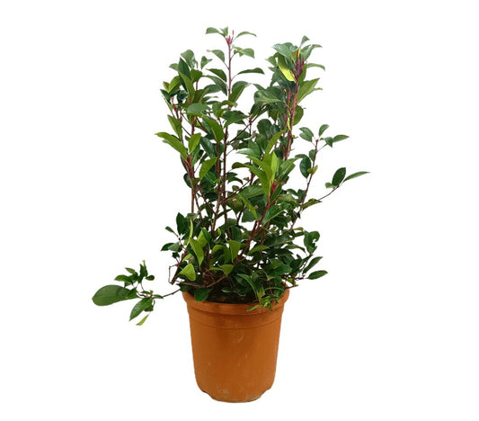 Photinea Fraseri Red M27 40-60cm