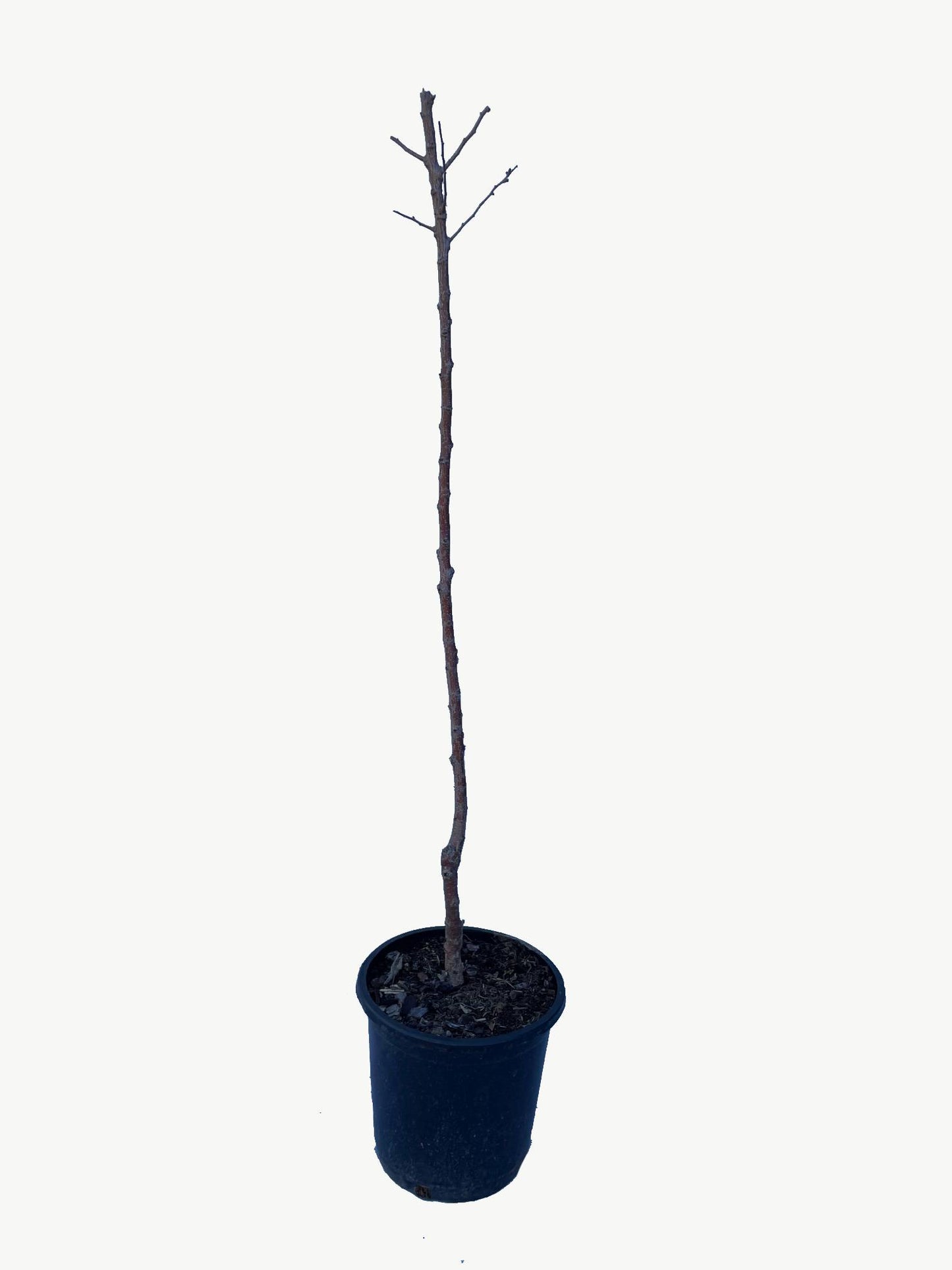 Frutal Albaricoquero Hueso Dulce- Planta Natural - Maceta 26cm - Altura Aprox. 120/150_2