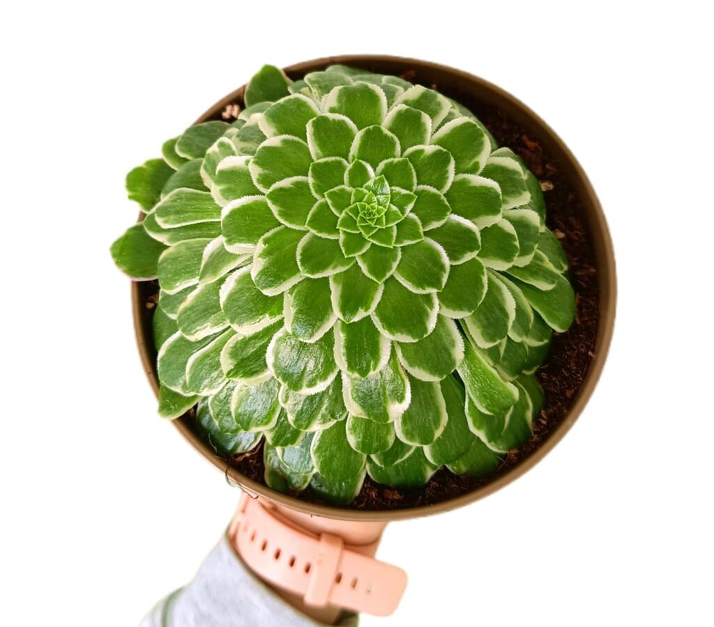 Aeonium Tabuliforme M14_1