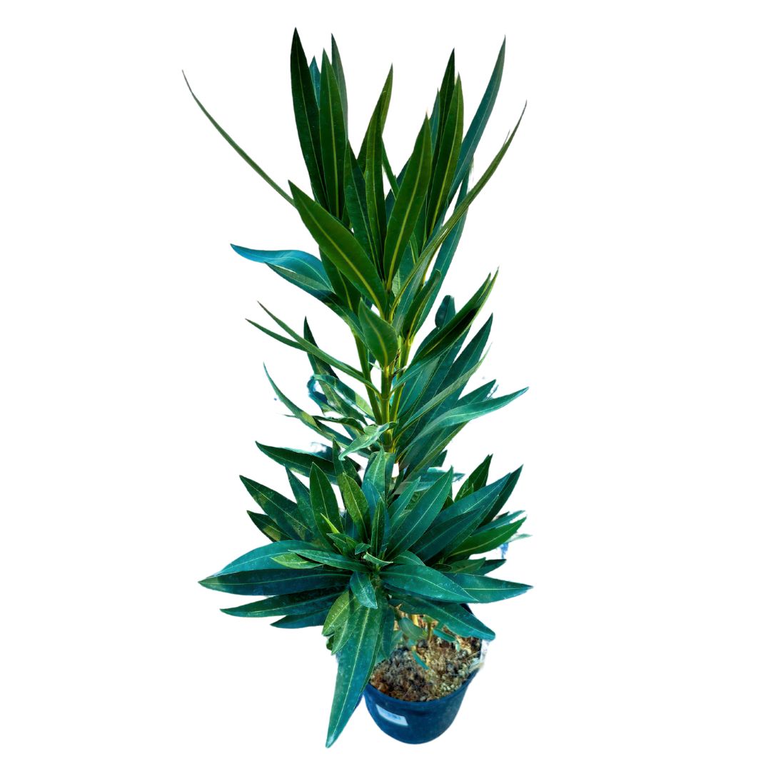Adelfa Planta Ornamental De Jardín (nerium Oleander) Maceta 20cm_1