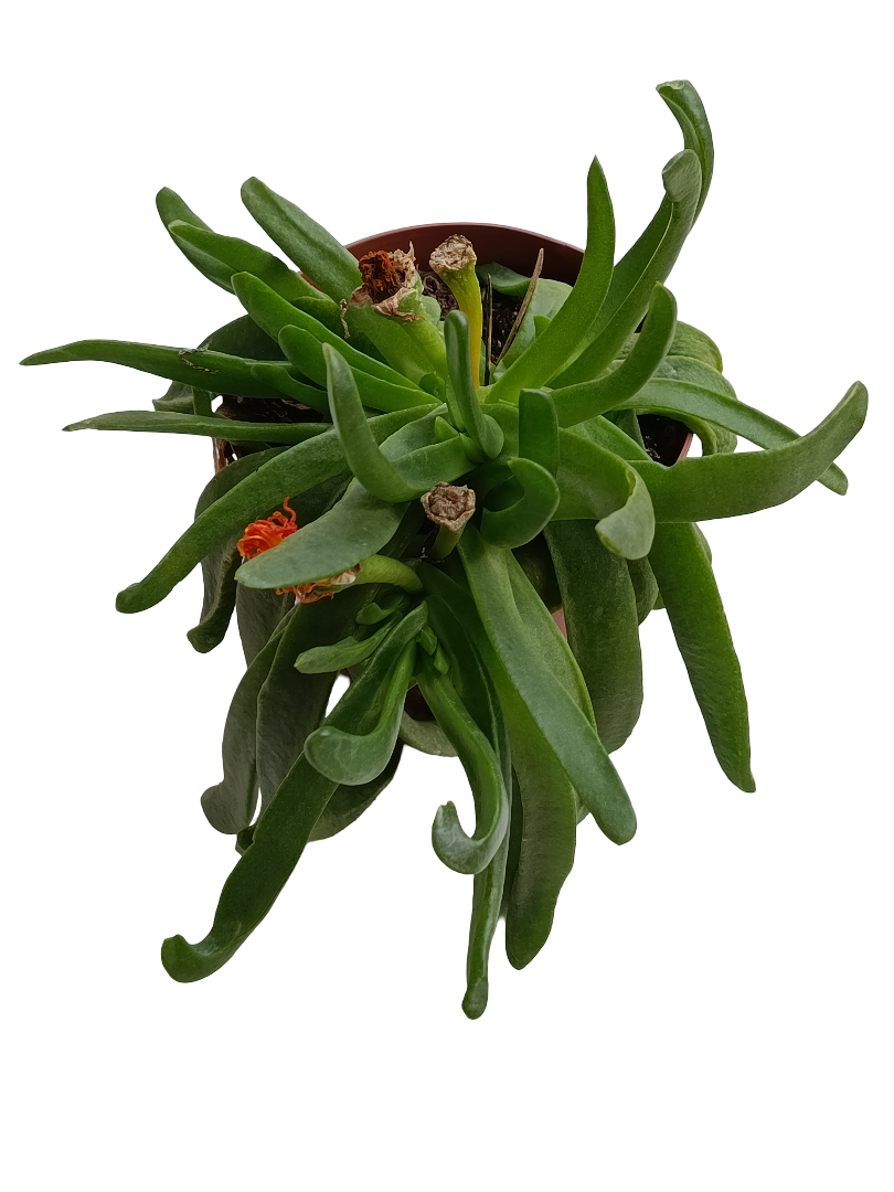 Glottiphyllum Linguiforme Planta Suculenta Ø13_0