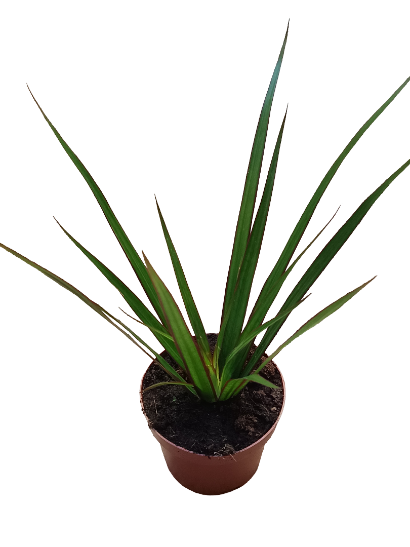 Dracaena Marginata Bicolor Verde Planta De Interior Purificante Ø9_0