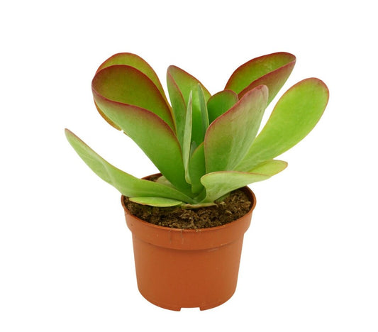 Kalanchoe Thyrsiflora M11 20cm