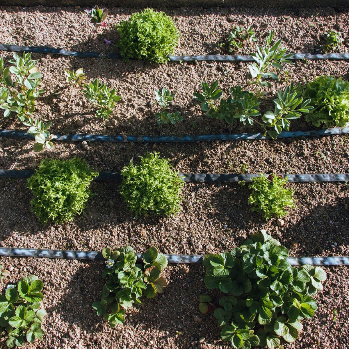 Tubería de Riego por Exudación en Rollo Garden Planeta Huerto 200 m