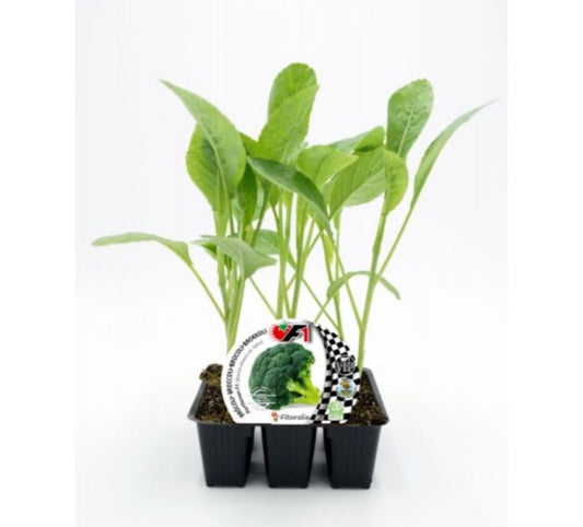 Pack Plantones Brócoli Híbrido F1 Parthenon 6 Ud. Natural - Fitoralia