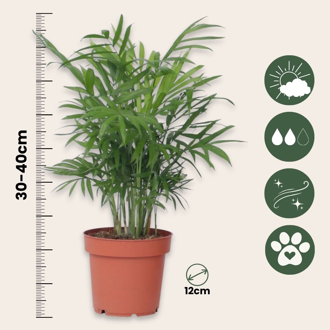 Pacaya - Palmera De Salón - Chamaedorea Elegans - Altura 30-40cm - ⌀12cm